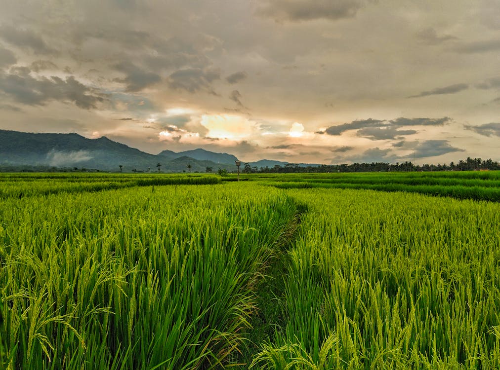 Scenery of a Rice Field under a Cloudy Sky
