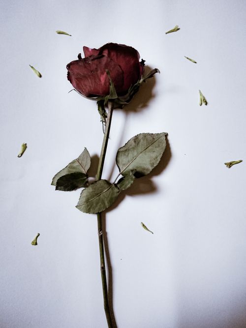 Free A delicate dried rose on a white surface, captured in flat lay to emphasize its texture and elegance. Stock Photo