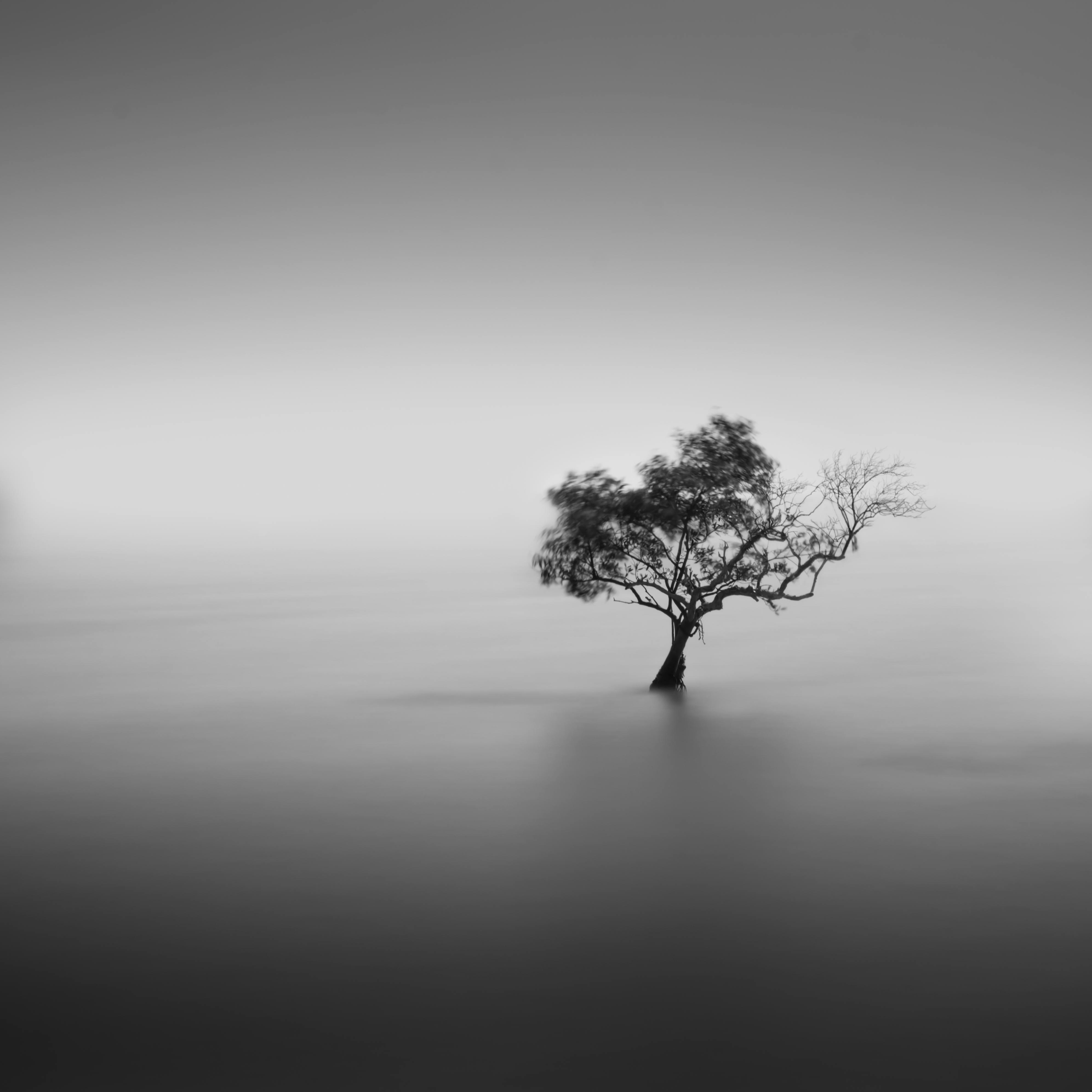 A solitary tree stands in serene waters, captured in monochrome for a dramatic effect.