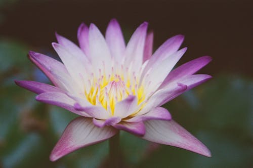 Close-Up Shot of a Water Lily in Bloom