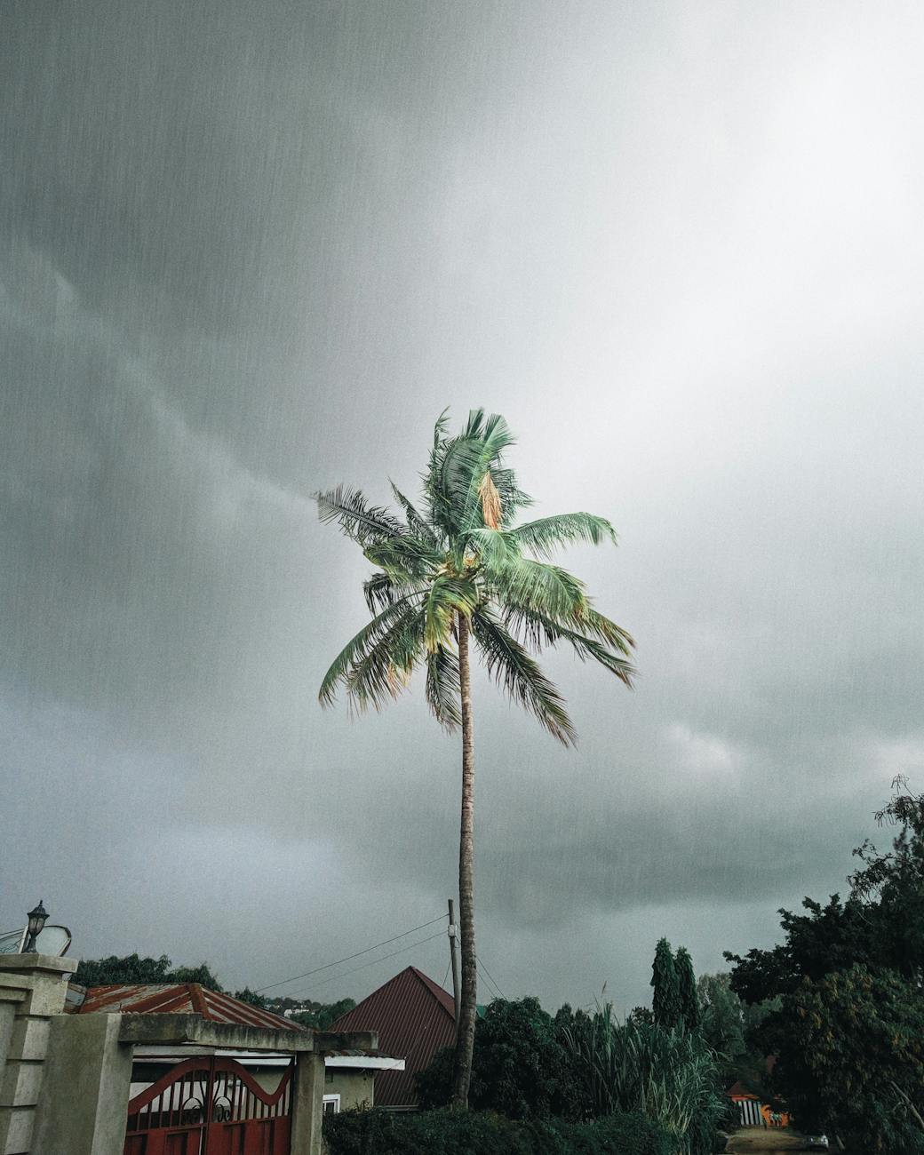 Photo by Ahmed Bates Coconut palm amidst stormy skies with overcast clouds and rain.