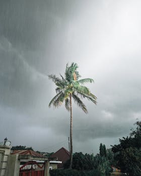 Photo by Ahmed Bates Coconut palm amidst stormy skies with overcast clouds and rain.