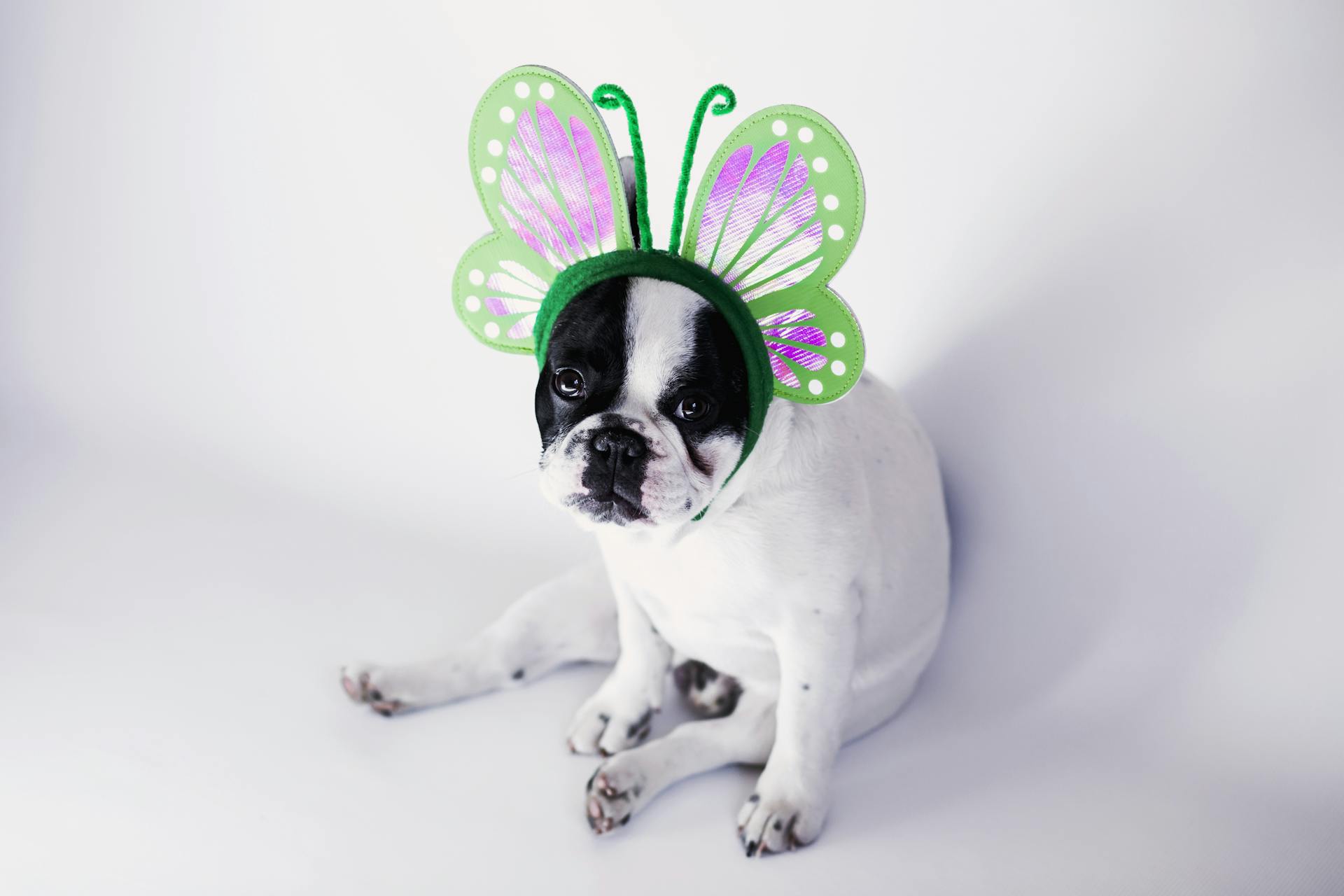 White and Black Short Coat Small Dog Wearing a Green Butterfly Head Band