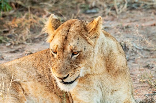 Brown Lion Lying on the Ground