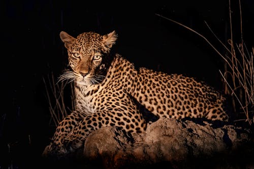 Photo of a Leopard Lying on a Brown Rock