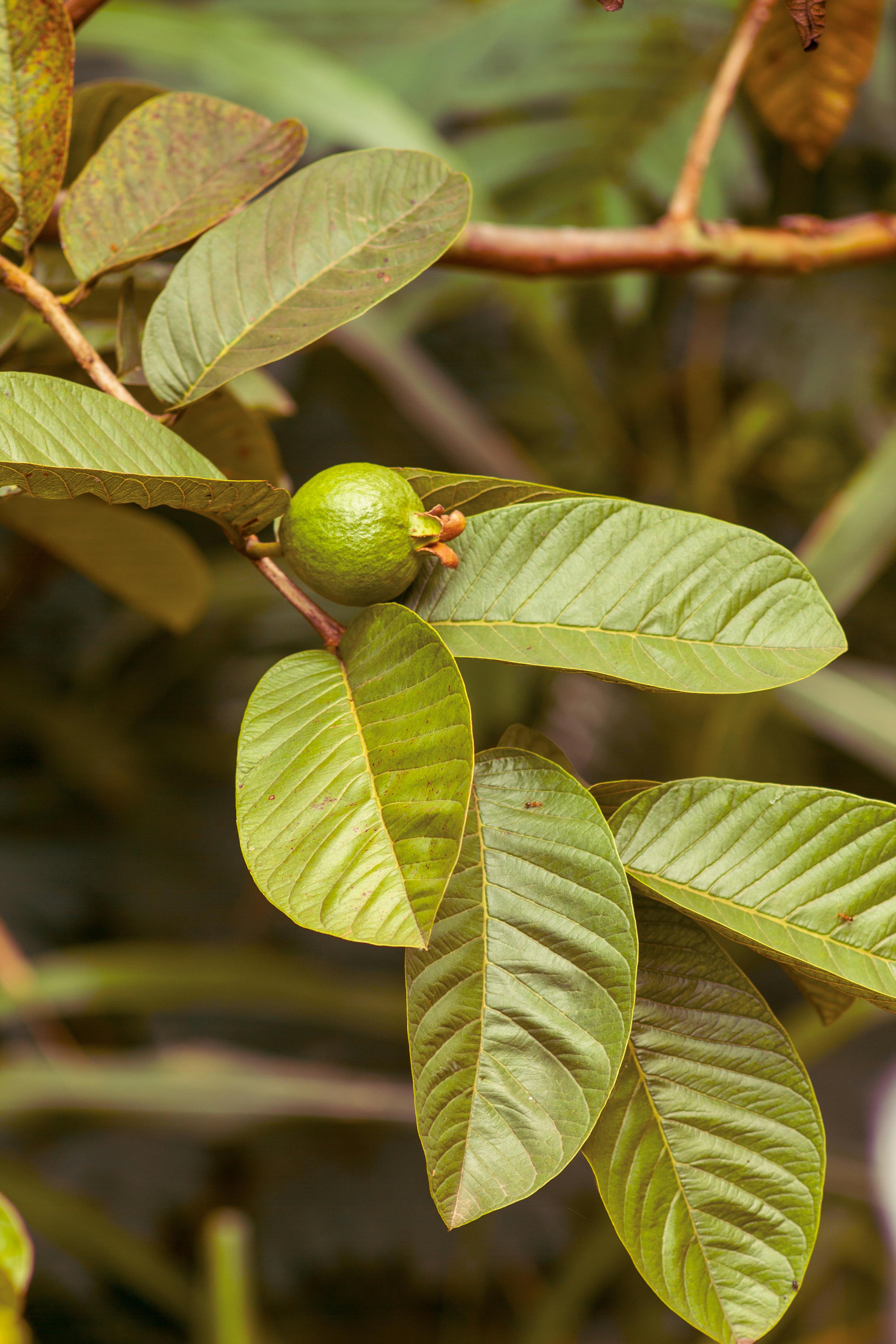 hoja de guayaba