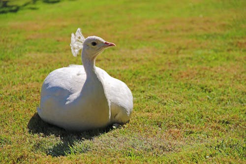 Ücretsiz çim, hayvan fotoğrafçılığı, tavus kuşu içeren Ücretsiz stok fotoğraf Stok Fotoğraflar