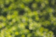 充满活力的绿色模糊散景背景展现了大自然郁郁葱葱的树叶