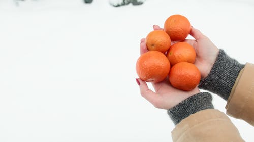 Person Holding Orange Fruits