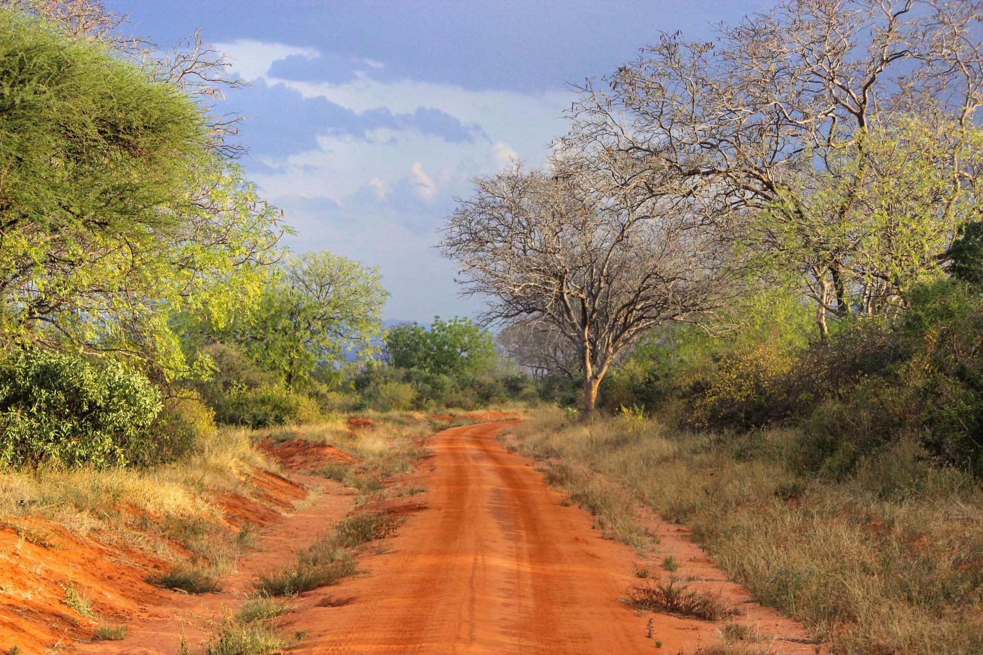 Un camino rural de sabana durante el día