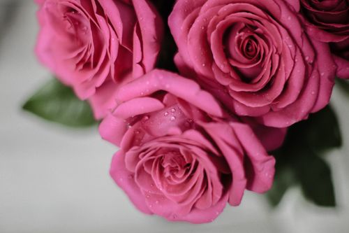 Free A stunning close-up of vibrant pink roses with water droplets adding a fresh, natural touch. Stock Photo
