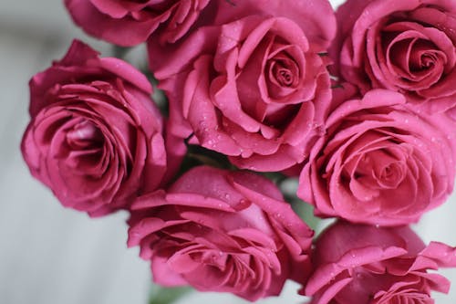 Free Pink Roses with Water Droplets in Close Up Photography Stock Photo