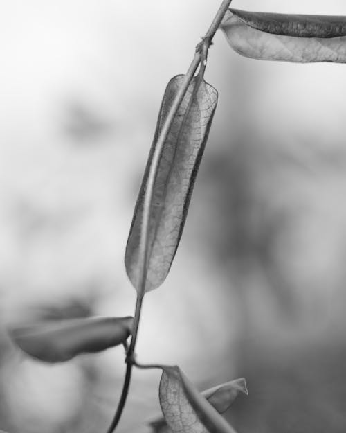 Fotobanka s bezplatnými fotkami na tému čiernobiely, čierny a biely, fotografie v odtieňoch sivej