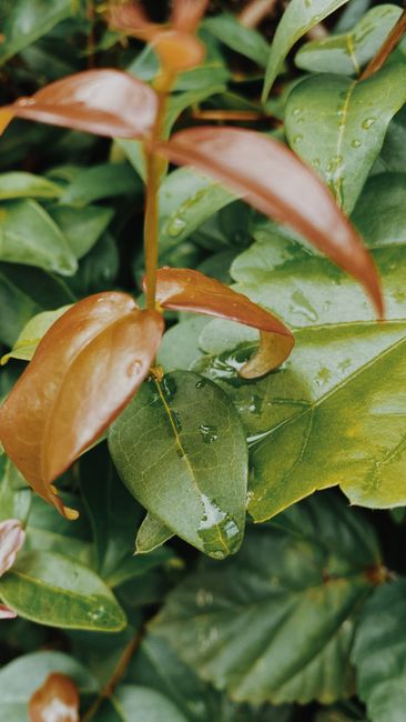 Close-up of damp leaves with raindrops in a vibrant garden setting, showcasing nature's freshness.