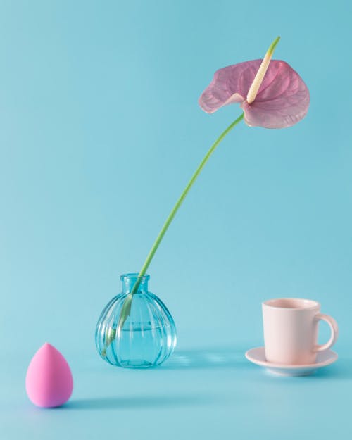 Composition of tender pink anthurium flower in vase placed on blue background near makeup sponge and white cup on saucer