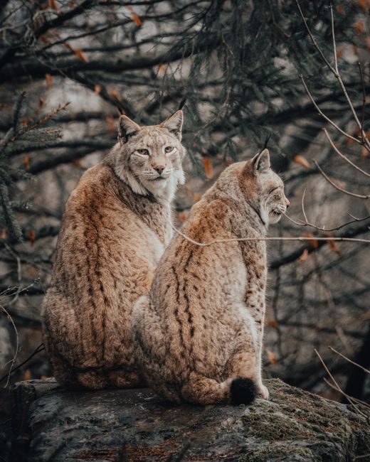 Wild Eurasian lynxes sitting on ground among leafless trees placed in forest in countryside in daytime