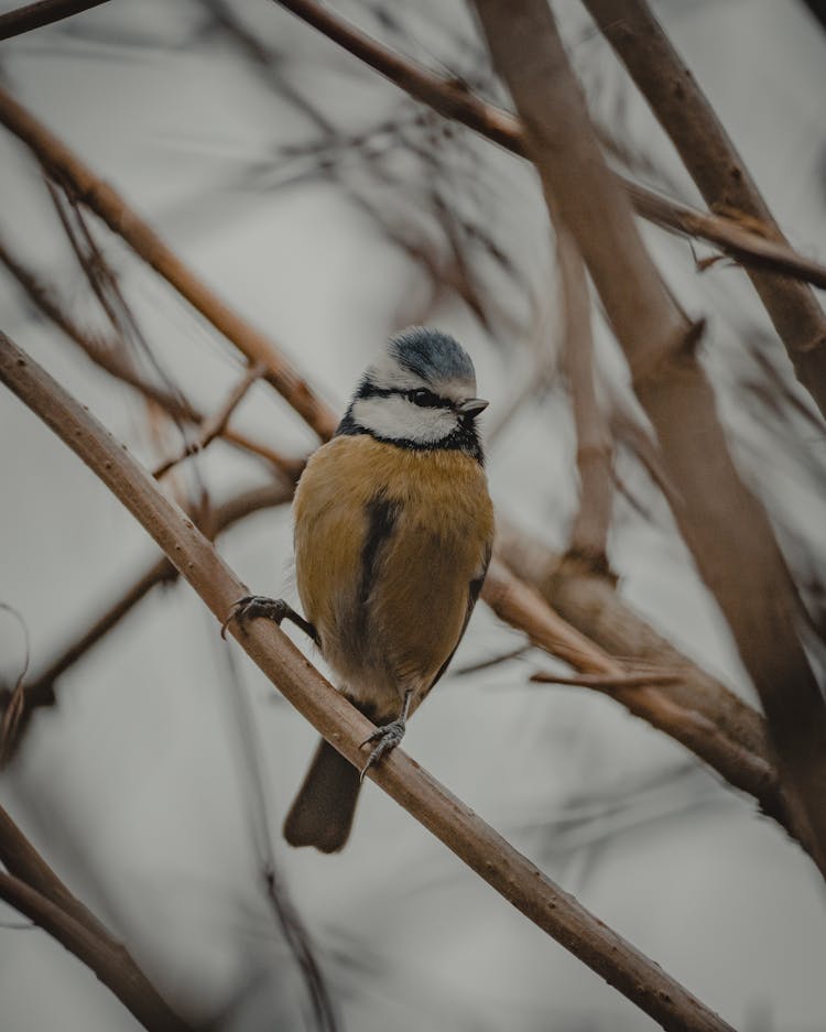 Small Eurasian Blue Tit Sitting On Branch Of Tree