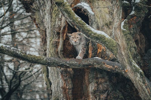 Lynx on branch in forest near hole in tree