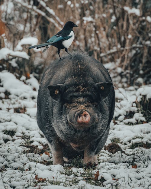 Základová fotografie zdarma na téma bezlistý, biologie, den