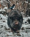 Magpie standing on pig back on snowy grass near bushes