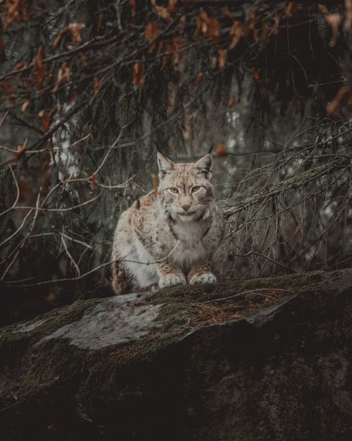 Free Fluffy wild lynx on big rock covered in moss in woods near leafless tree twigs with dry leaves looking at camera in daytime Stock Photo