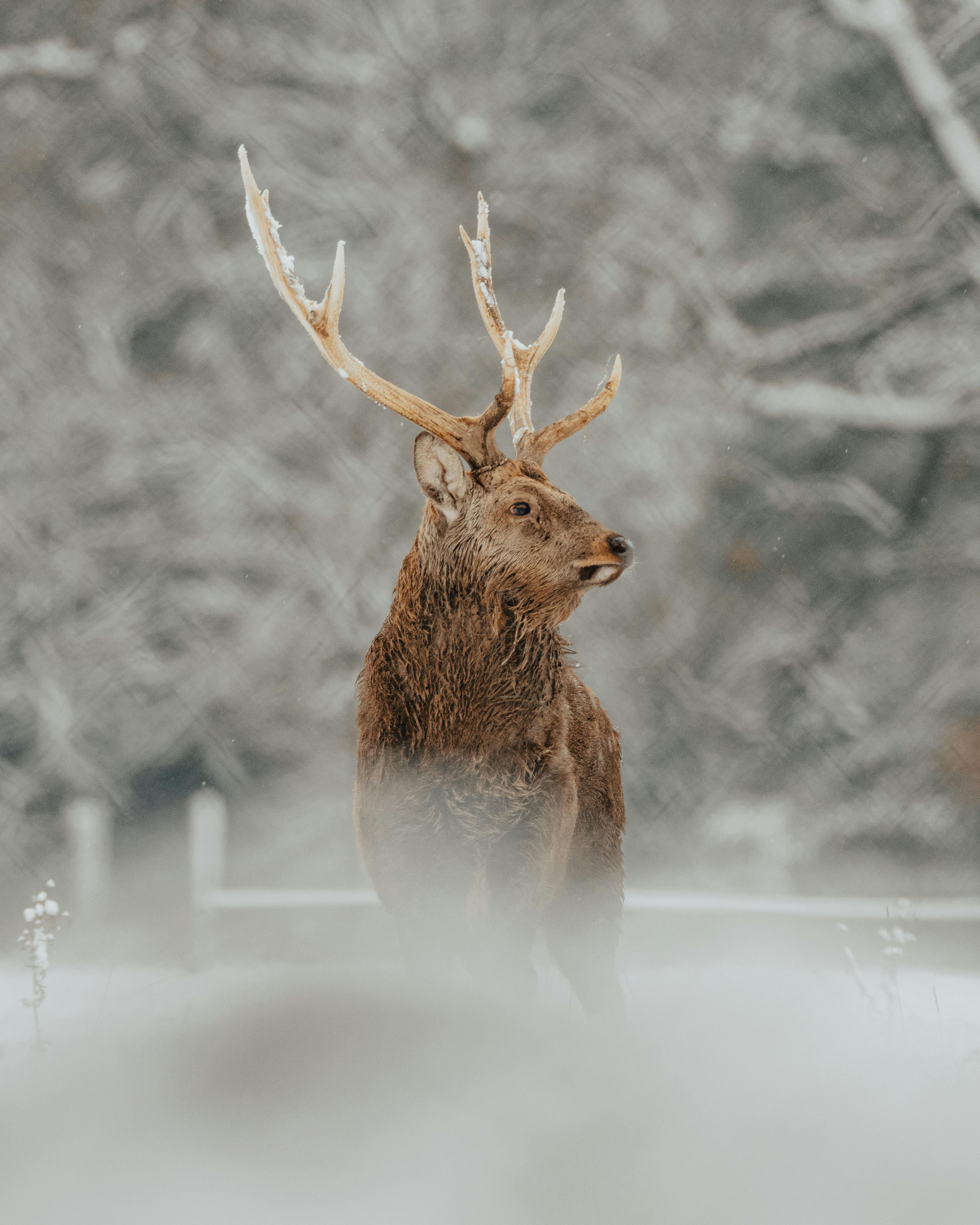 grátis Foto profissional grátis de amável, animais selvagens, animal Foto profissional