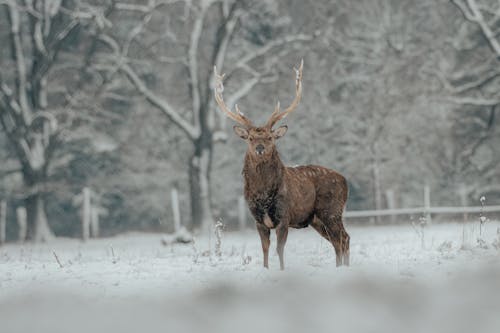 冬季, 冷, 动物学 的 免费素材图片