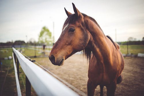 Brown horse on field