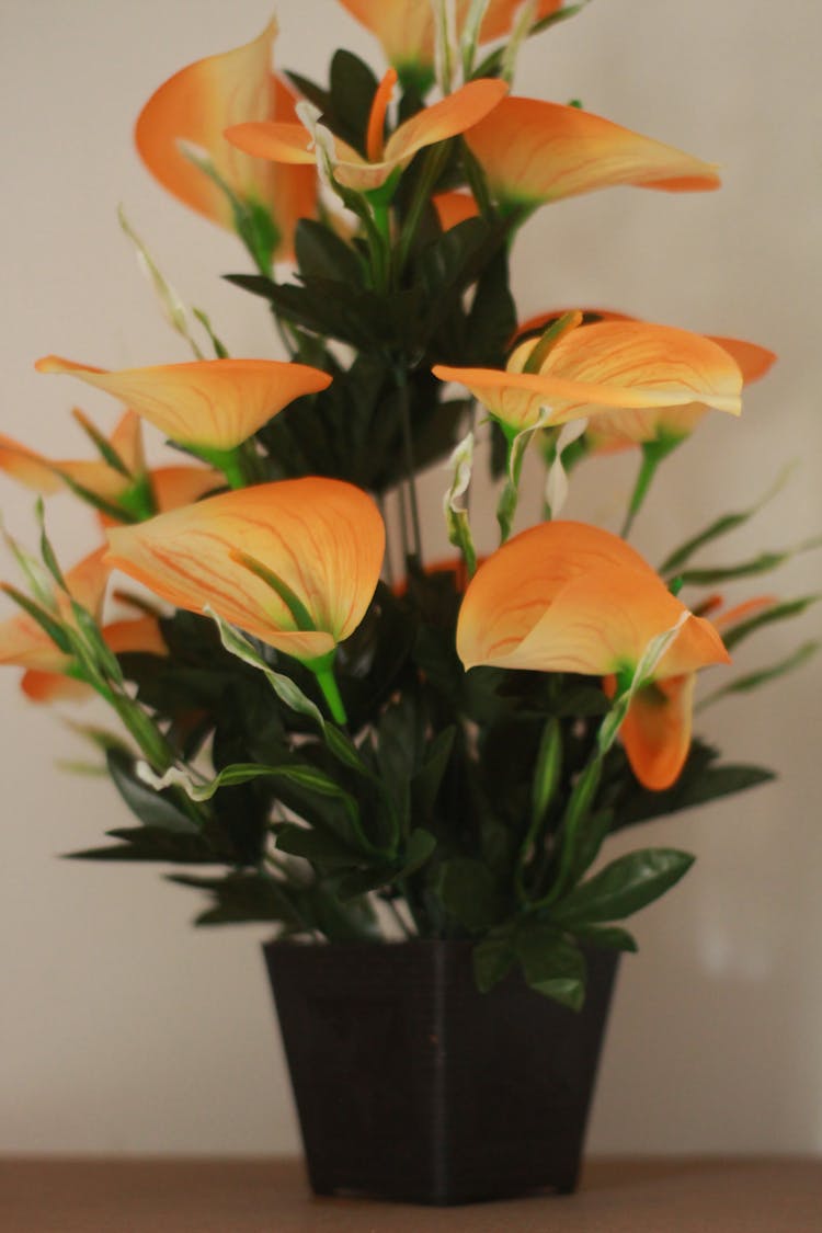 Orange Anthurium Flowers In Black Pot