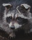 Raccoon standing on ground in nature