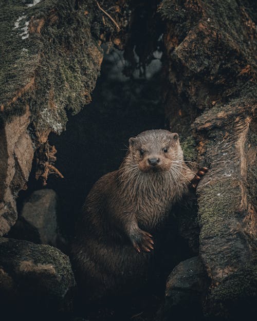 Otter standing near cave entrance surrounded with rocks