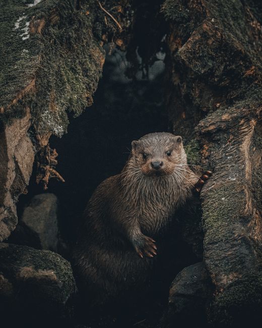 Eurasian otter with brown wet fur leaning on uneven stone covered in green moss near dark cave entrance in daytime