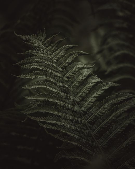 Ferns with green thick leaves growing in nature in dark day near plants