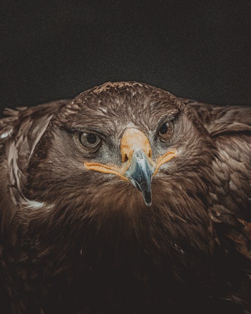 Eagle bird with yellow with black beak and brown plumage on black background looking away with spread wings