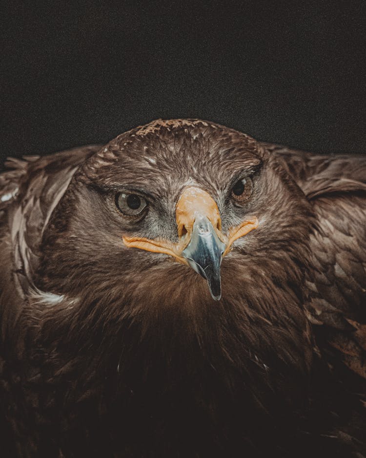 Eagle With Brown Plumage On Black Background