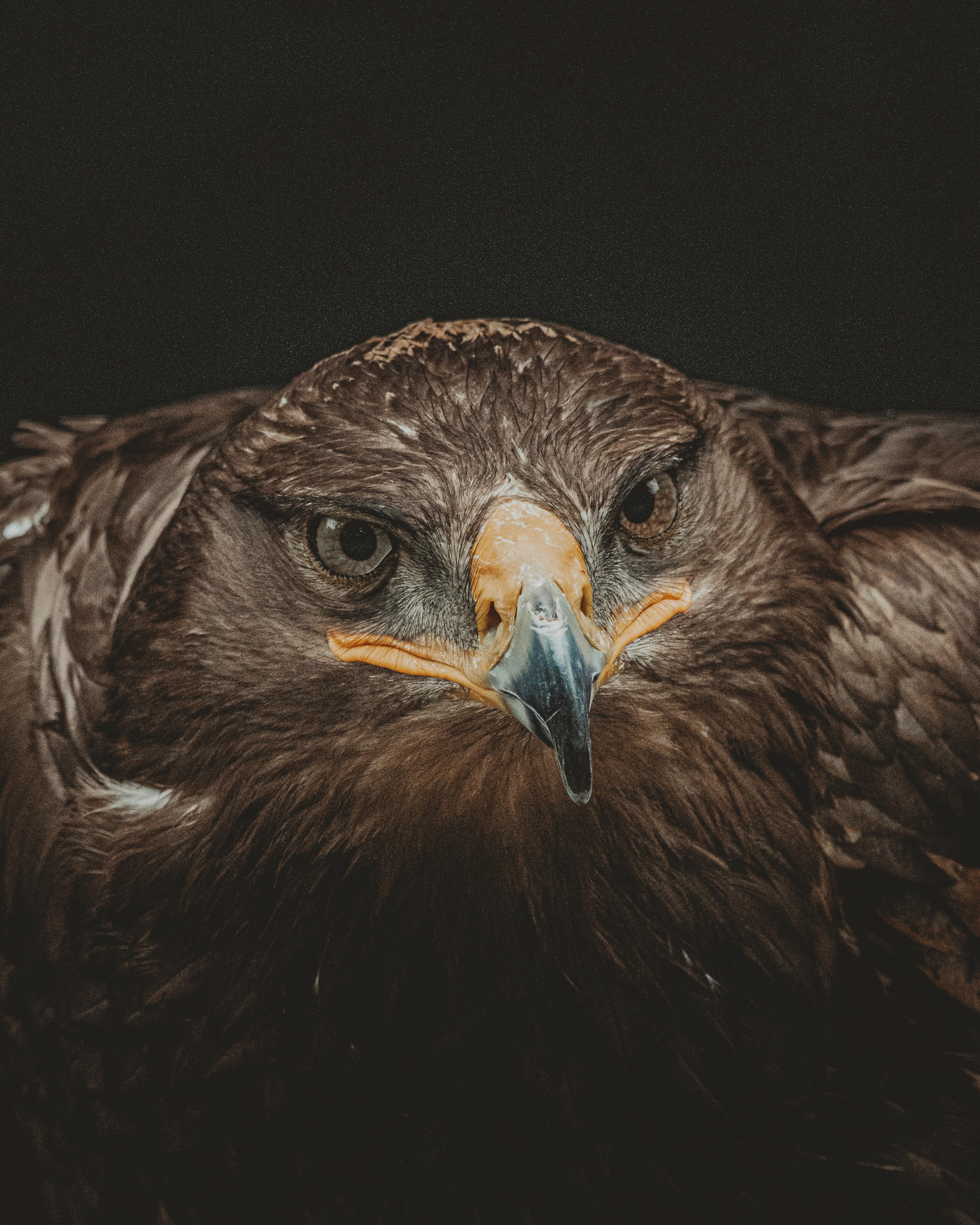 Eagle with brown plumage on black background · Free Stock Photo