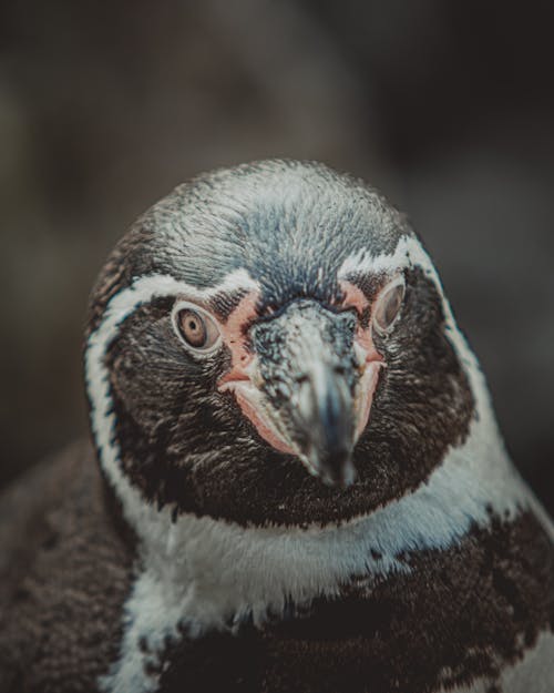 Penguin in nature looking at camera