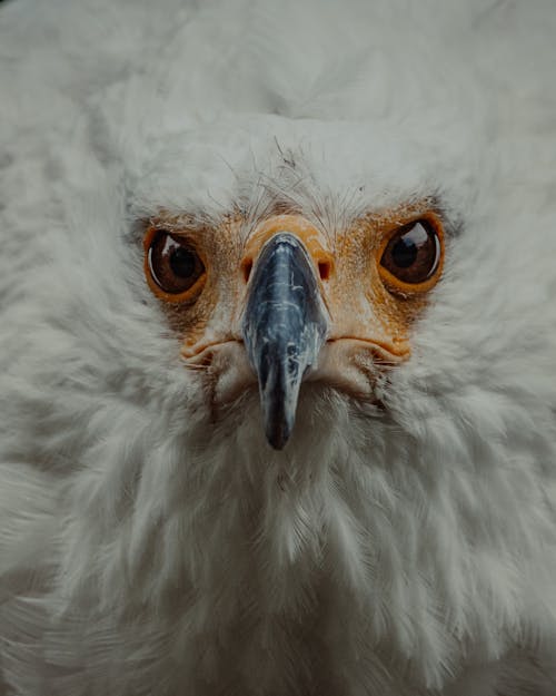Wild eagle head with white plumage and black beak with orange muzzle and brown eyes looking at camera