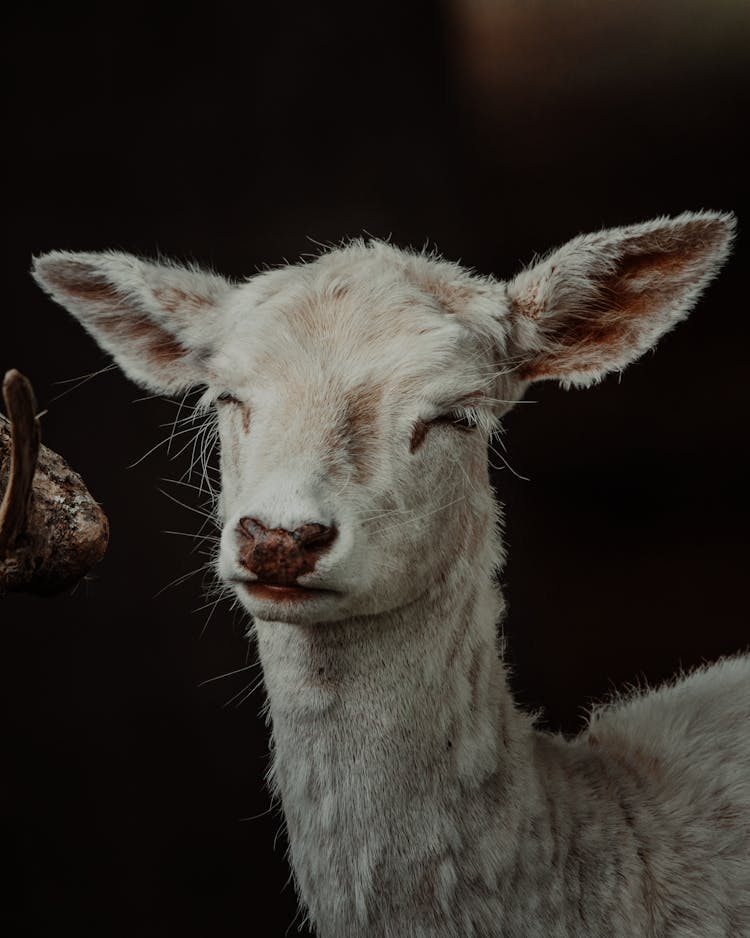 White Goat With Closed Eyes On Dark Background