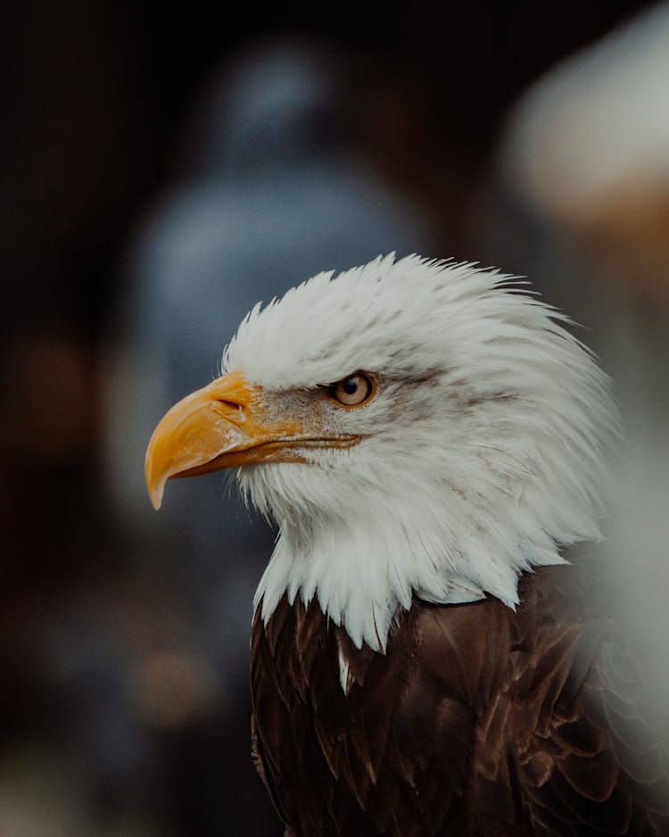 Eagle With White Feathered Head And Brown Plumage