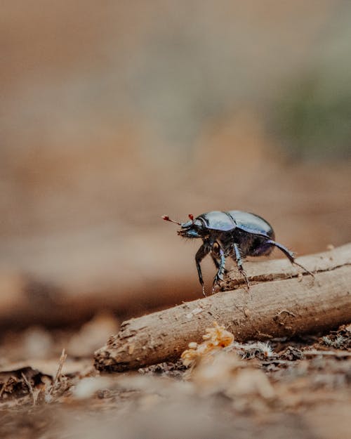 Small black Geotrupes beetle standing on dry broken tree branch on ground in nature in daytime