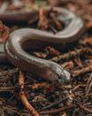 Small reptile crawling on ground with dry twigs