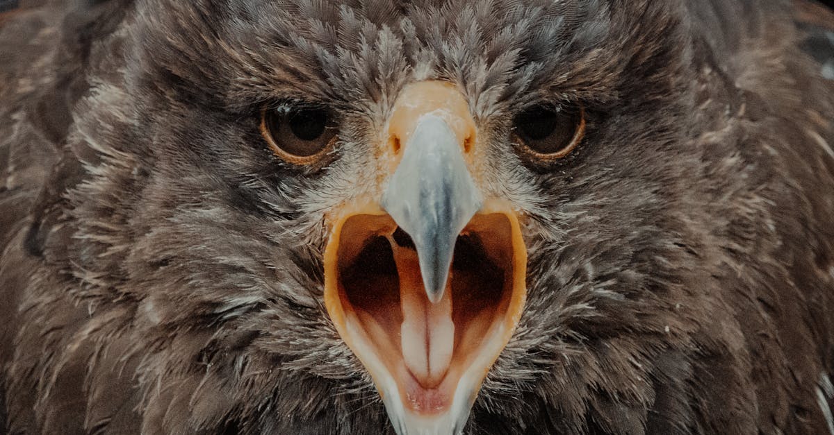 How to make an eagles head