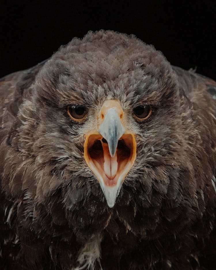 Eagle With Brown Plumage With Open Beak