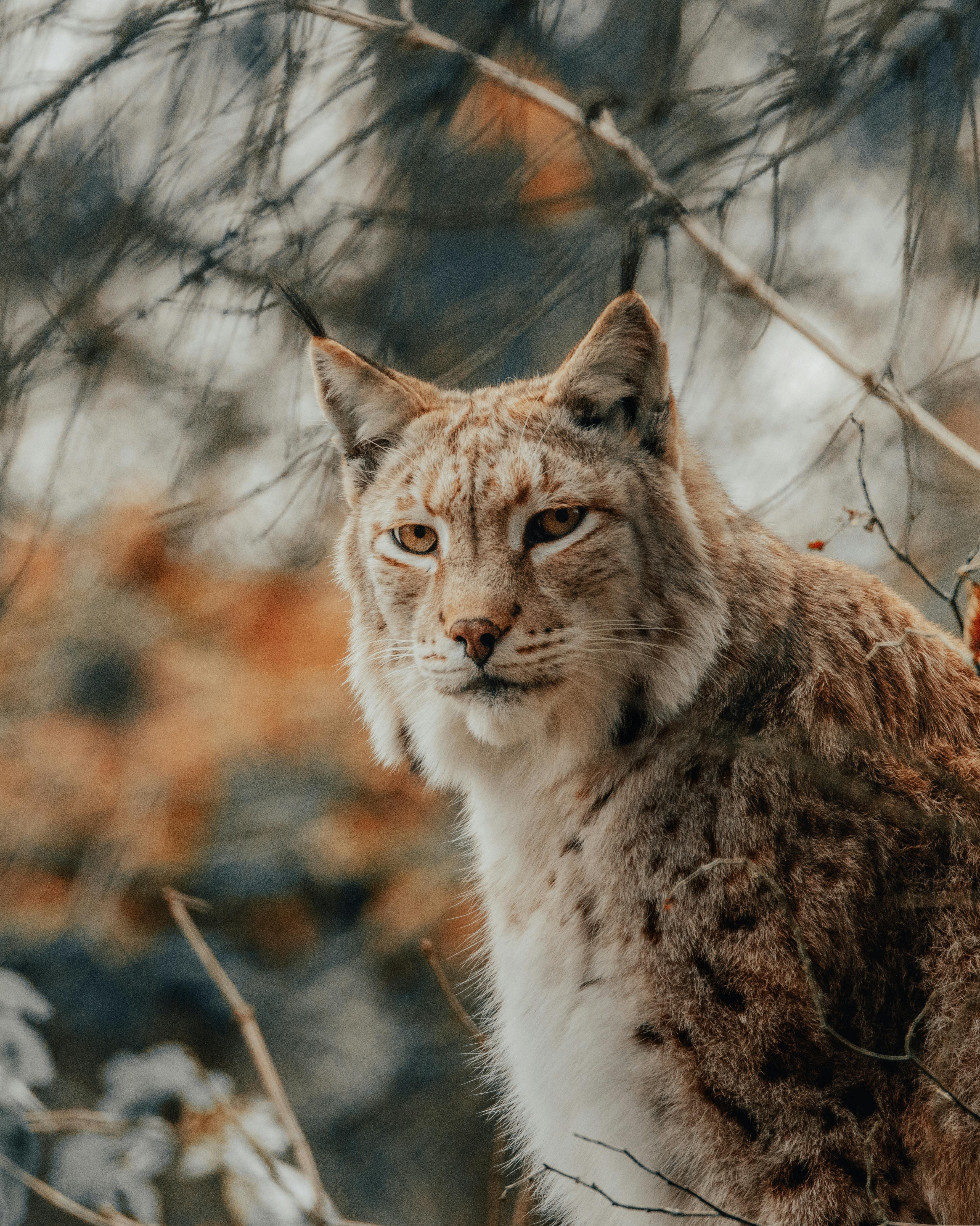 furry lynx in nature near tree twigs