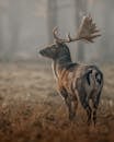 Graceful wild deer on grassy field near trees