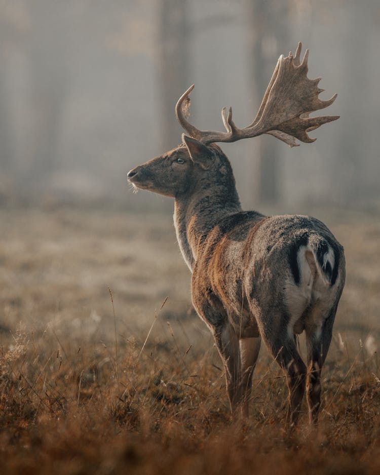 Graceful Wild Deer On Grassy Field Near Trees