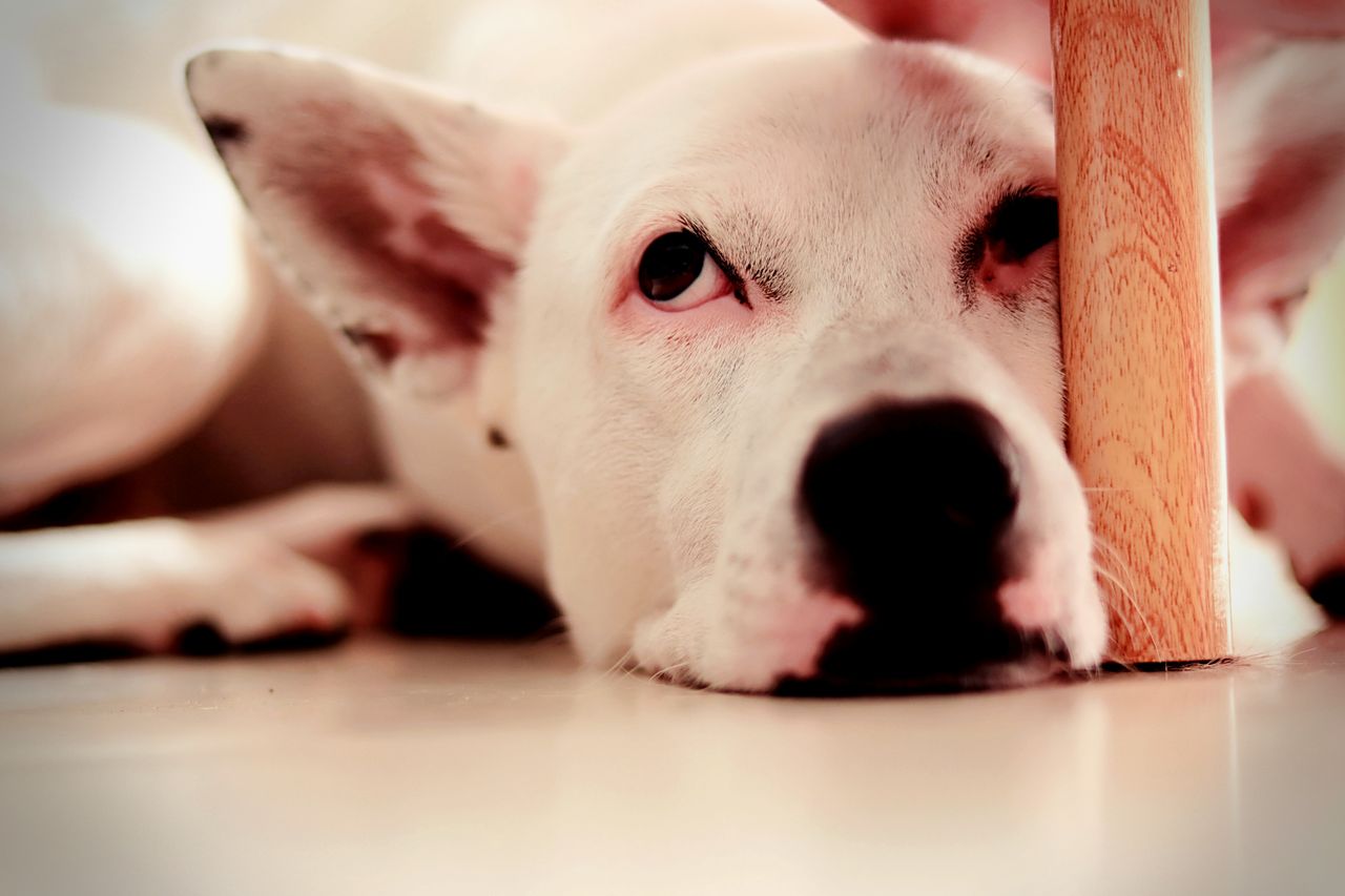 a serene white dog resting on the floor captures a peaceful indoor mom