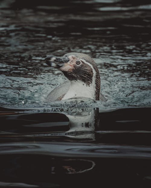 Penguin swimming in sea in nature