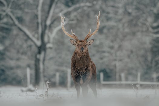 A lone deer with antlers stands gracefully in a snowy forest, embodying winter's tranquil beauty.